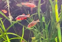 Afbeelding van seksuele dimorfie van de hemelse parelrasbora. Linksboven is het mannetje. Die heeft meer kleur en is iets slanker. Rechts onder het vrouwjte.