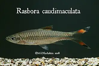 Rasbora caudimaculata