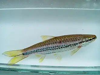 Rasbora cephalotaenia