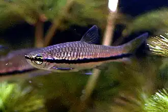 Rasbora einthovenii