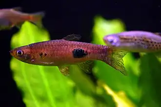 Rasbora kalochroma