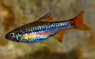 Rasbora sarawakensis