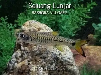 Rasbora vulgaris