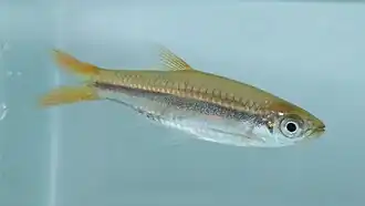 Rasbora tornieri