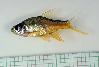 Rasboroides vaterifloris