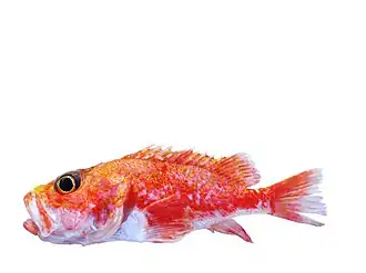 Neoscorpaena nielseni