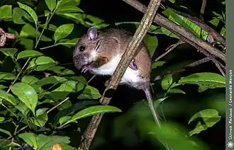 Rhipidomys mastacalis