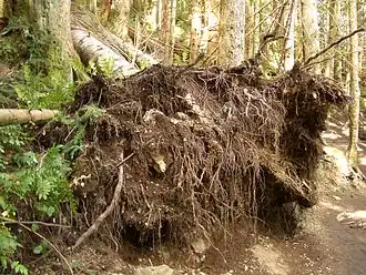 Wortelstelsel van een omgewaaide boom