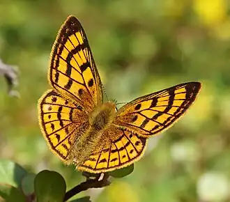 Lycaena rauparaha