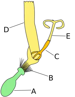 Lintbloem (composietenfamilie)