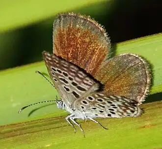 Actizera lucida
