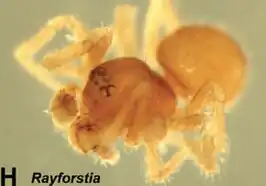 Rayforstia
