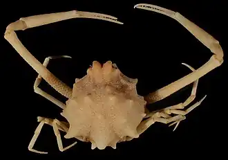 Raylilia coniculifera