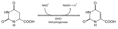 Biosynthese van orootzuur
