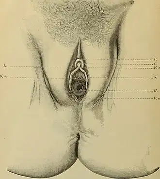 Frenulum clitoridis (F.c)