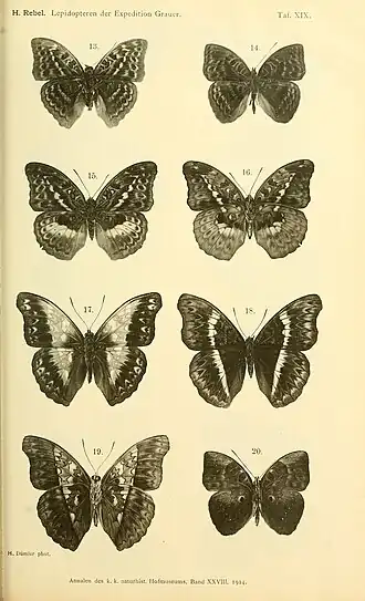 Euriphene intermixta