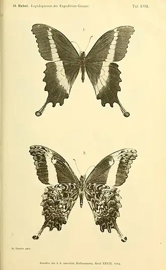 Papilio leucotaenia