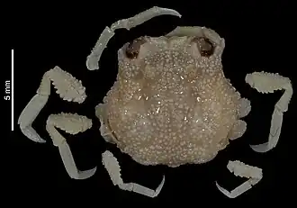 Rectopalicus ampullatus