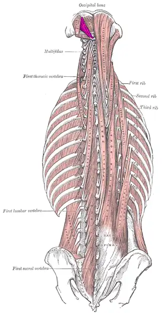 linker musculus rectus capitis posterior major bovenaan links.