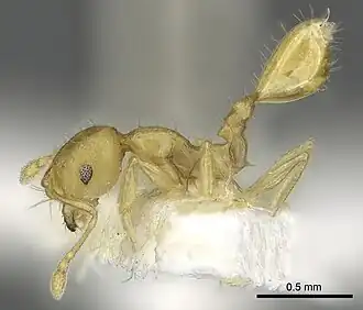 Recurvidris pickburni