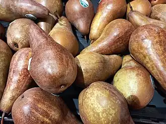 Red Conference peren