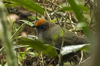Reynauds coua
