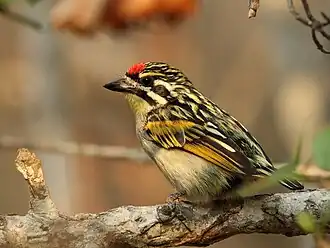 Zuidelijke roodvoorhoofdketellapper