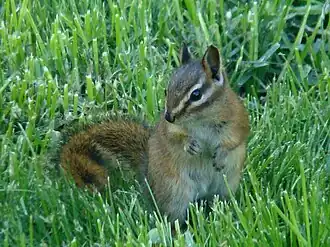 Roodstaartchipmunk