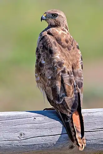 Roodstaartbuizerd