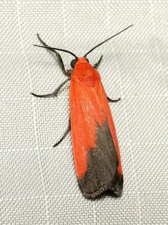Ptychoglene coccinea