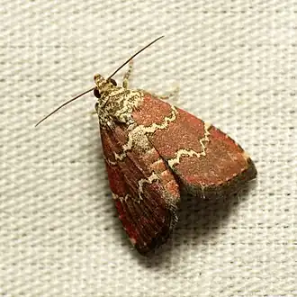 Phoenicophanta modestula