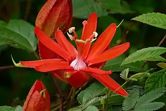 Passiflora coccinea