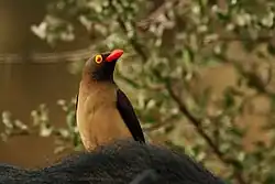 Roodsnavelossenpikker