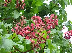 Rode paardenkastanje 'Briotii'