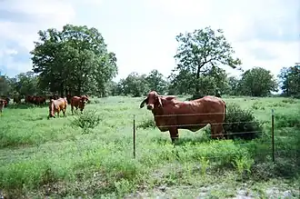 Rode Brahman-runderen in Navasota (Texas)