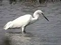 Witte roodhalsreiger