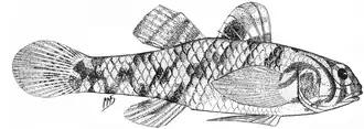 Redigobius dewaali