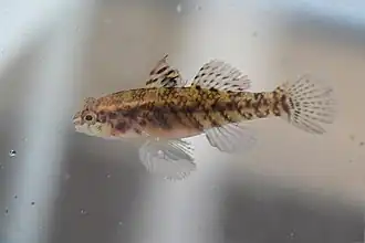Redigobius macrostoma
