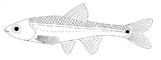 Notropis chiliticus