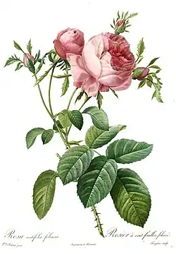 Rosa centifolia foliacea (Holland, voor 1810)