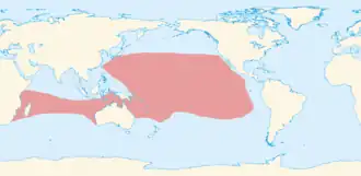 Roodstaartkeerkringvogel