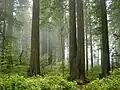 Woud met kustmammoetbomen in Redwood National Park (Verenigde Staten)