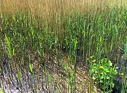 Een voorjaarsaspect van de subassociatie met dotterbloem