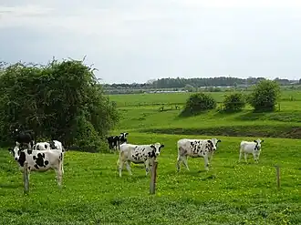 Begrazing door zwartbont rundvee in een natuurgebied bij Rees