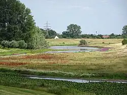 Rees, Reeser Altrhein