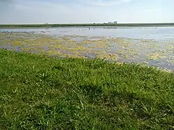 Drassige weilanden in het Reevediep.