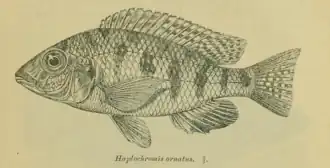 Eclectochromis ornatus
