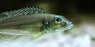 Reganochromis