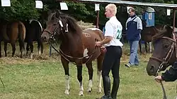 Huzules bij een keuring