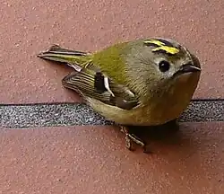 Vrouwelijk goudhaantje